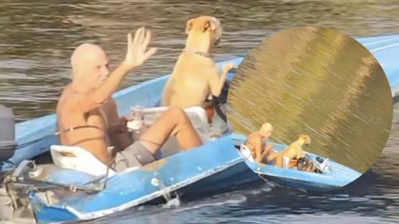 ПРЕСЛАТКО: Погледајте како пас вози чамац