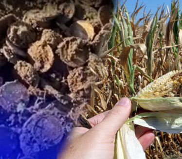 ВРЕДЕ МИЛИОНЕ: Копао кукуруз и нашао 800 златника