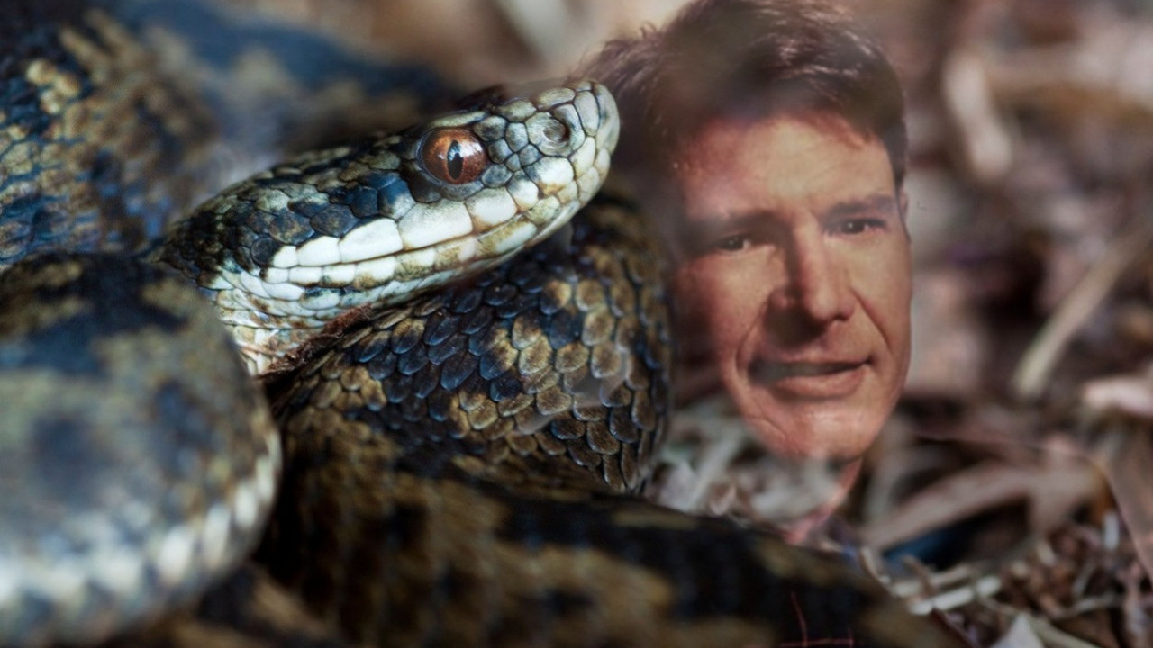 ЉУБАВ ИЗМЕЂУ ЗМИЈЕ И ГЛУМЦА: Врста гмизавца названа по Форду