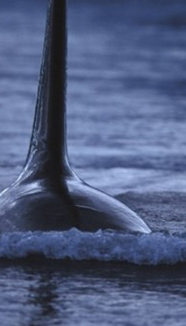 У Будви уловљена ајкула тешка 200 кг, дуга 3 метра