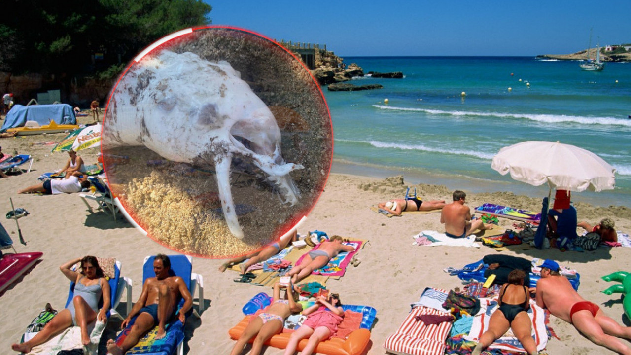 Купачи у ЦГ нашли необичан скелет на плажи