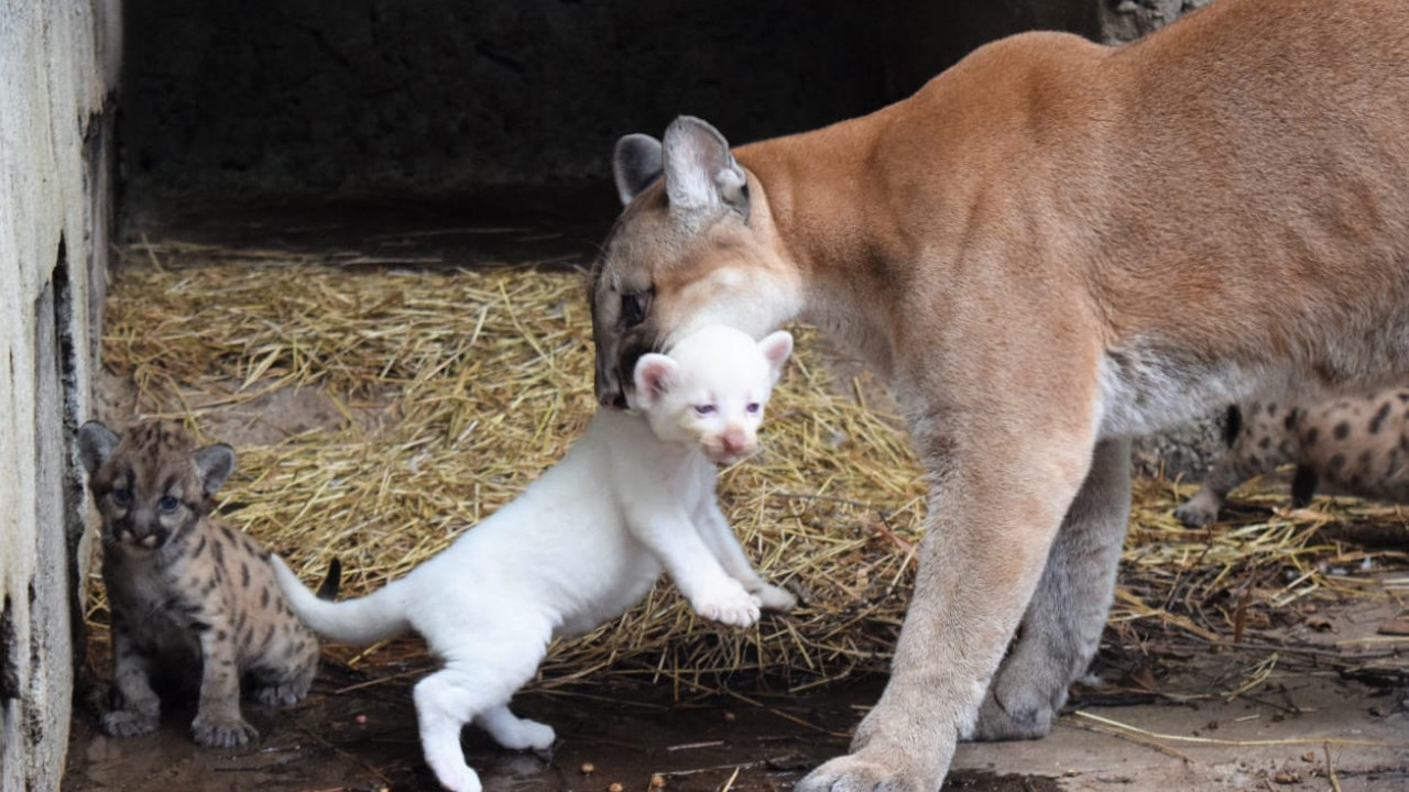 NEŽNA I RETKA SNEŽNO BELA BEBA: Rođena albino puma