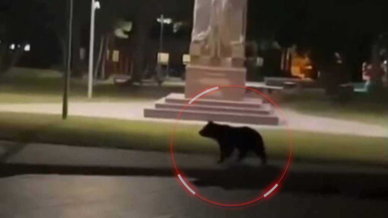 СВЕ БЛИЖИ ЉУДИМА Медведи на улицама насљених места у региону