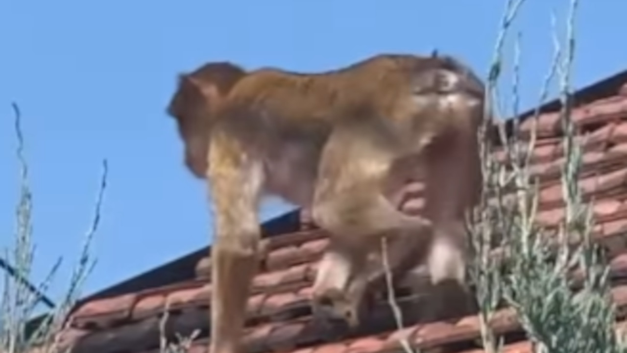 NIKAKO NE PRILAZITE: Misterija majmuna sa krovova Karaburme