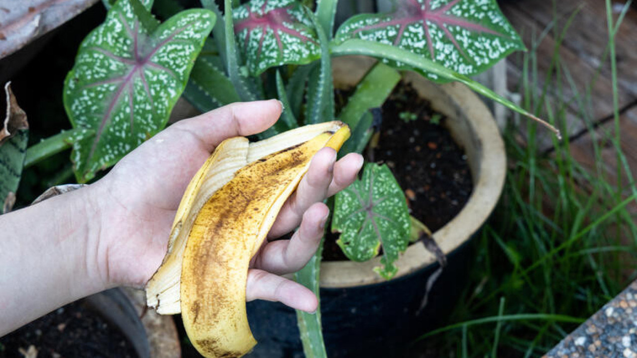 PRIRODNO ĆUBRIVO: Banana idealna za baštu i sobno bilje