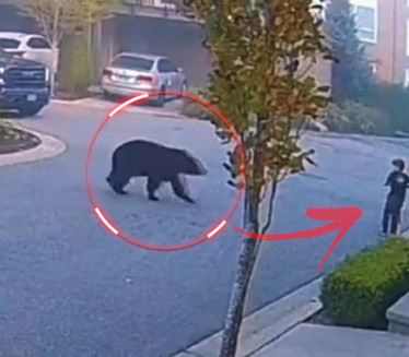 Medved trčao ka dečaku, reakcija muškarca sprečila tragediju