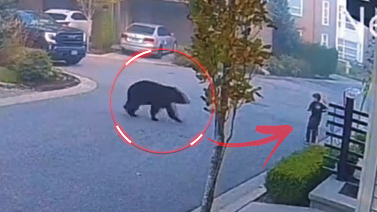 Медвед трчао ка дечаку, реакција мушкарца спречила трагедију