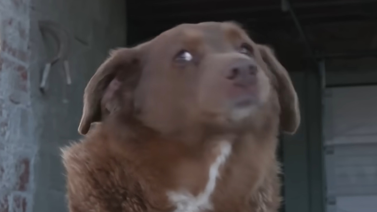 Угинуо Боби - најстарији пас на свету