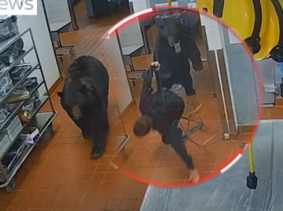 Medved upao u hotel, napao čoveka (VIDEO)