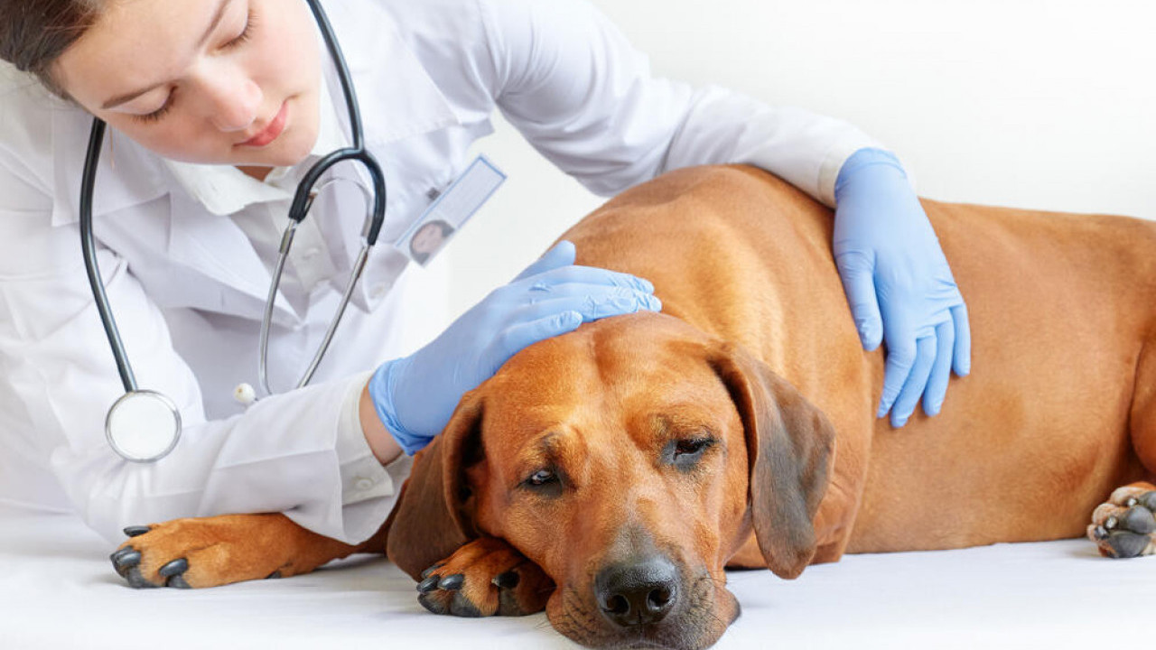 ČUVAJTE SVOJE LJUBIMCE: Kada je najbolje sterilisati psa?