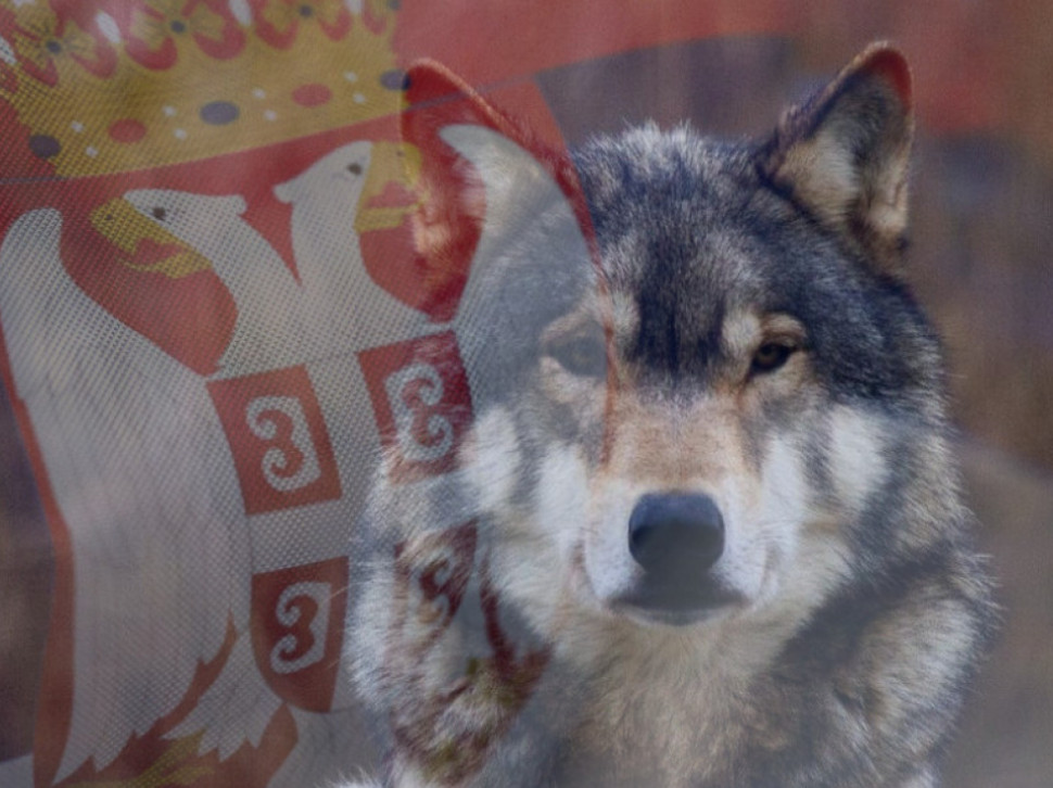 MITSKI PREDAK: Zašto se Srbi plaše i obožavaju vukove