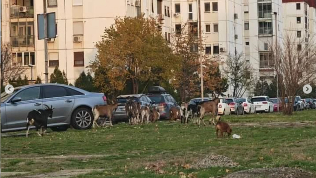 ХИТ ФОТКА: Уместо на селу, козе пасу у БЛОКОВИМА