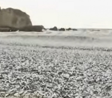 STRAVIČAN PRIZOR: Nekoliko hiljada tona uginule ribe na obali