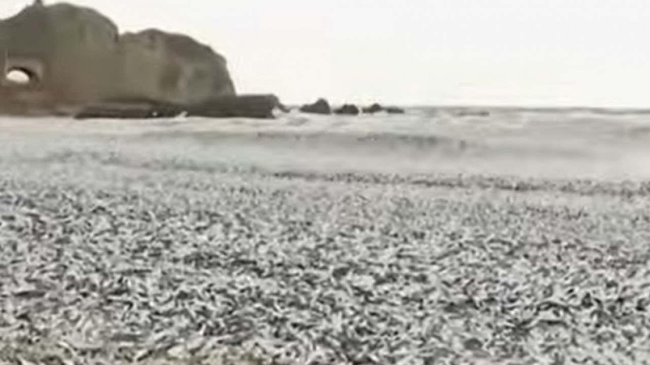 СТРАВИЧАН ПРИЗОР: Неколико хиљада тона угинуле рибе на обали