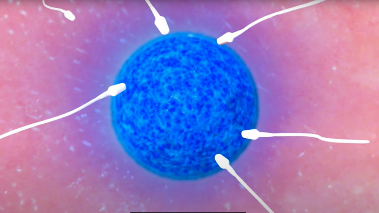 IZVINITE MOMCI: Dokazano da jajna ćelija bira spermatozod!