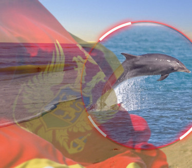TUŽAN PRIZOR U CG: Na plaži pronađen nasukan uginuli delfin