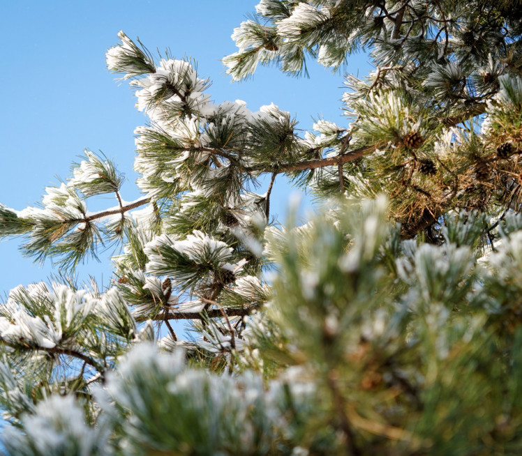 ЈУТАРЊИ МИНУС,ПА СНЕЖНЕ ПАДАВИНЕ: Какво нас време данас чека