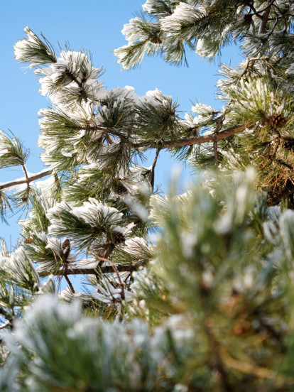 ЈУТАРЊИ МИНУС,ПА СНЕЖНЕ ПАДАВИНЕ: Какво нас време данас чека