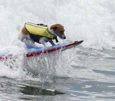 PAS SURFER Efruz ima najbolji hobi od svih četvoronožaca FOTO