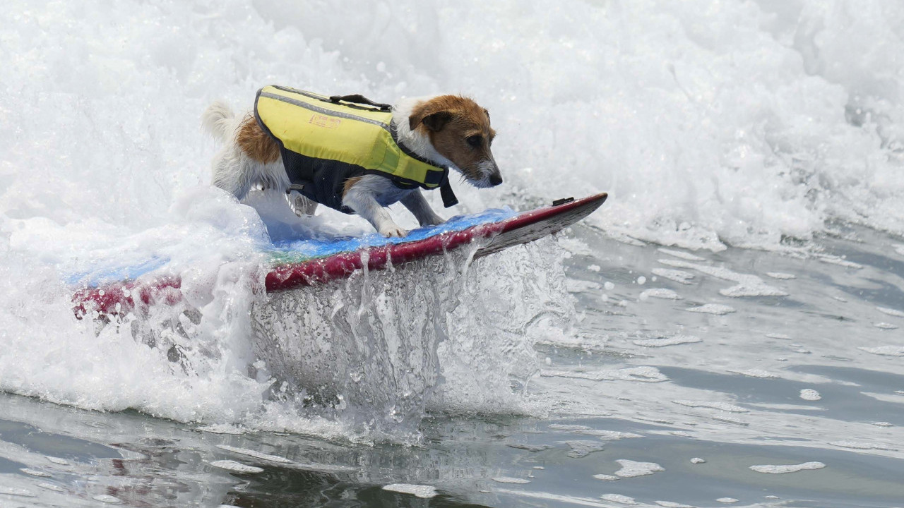 PAS SURFER Efruz ima najbolji hobi od svih četvoronožaca FOTO