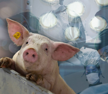 3 GMO PRASETA: Uzgoj svinja za transplataciju organa na ljude