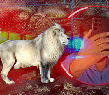 SELFI SMRTI: Muškarac ušao u kavez sa lavom i stradao