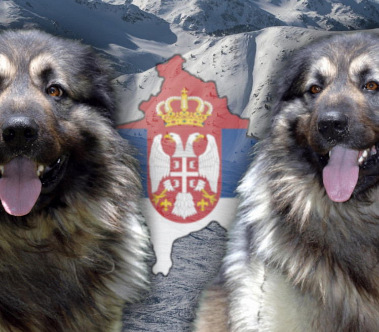 HEROJSTVO ŠARPLANINACA: Proboj kroz smetove da spasu ženu