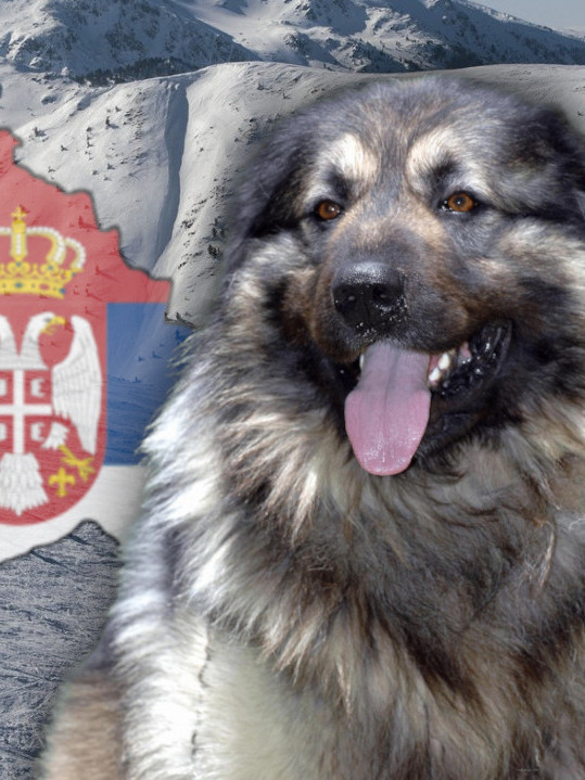 HEROJSTVO ŠARPLANINACA: Proboj kroz smetove da spasu ženu