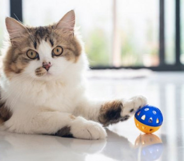 ПАЖЊА! Савети који могу СПАСИТИ ЖИВОТ ваше мачке