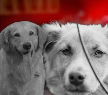 ХОРОР КОД ЂАКОВА: Брутално убијена два омиљена локална пса