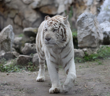 ZOO-VRT UPUTIO APEL Dajte nam ljubimce da prehranimo životinje
