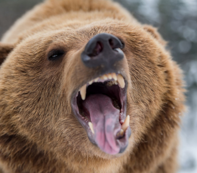 МЕДВЕД НАПАО ЂАКЕ НА ЕКСКУРЗИЈИ! 11 повређених - 2 критично