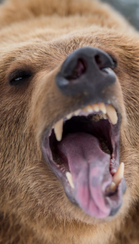 MEDVED NAPAO ĐAKE NA EKSKURZIJI! 11 povređenih - 2 kritično