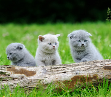 VOLE IH ZBOG EGZOTIČNOG IZGLEDA: Vlada zabranjuje ove mačake