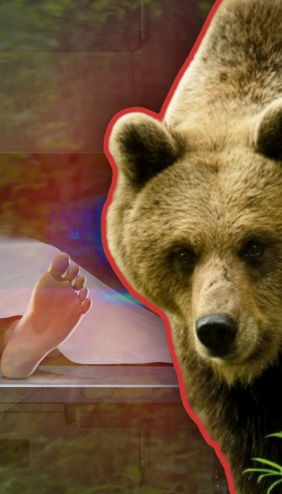 У ПОМОЋ ЗОВУ ВОЈНИКЕ И ПОЛИЦАЈЦЕ Медведи убили 13 људи у '25