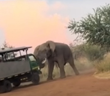 Slon napao autobus sa turistima - dizao ga u vazduh (VIDEO)