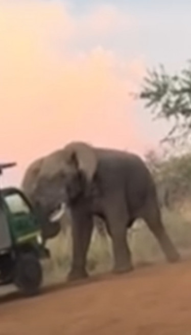 Слон напао аутобус са туристима - дизао га у ваздух (ВИДЕО)