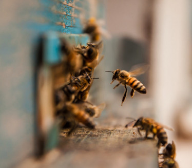 TRAGEDIJA U SRBIJI: Saša pao mrtav nakon ujeda pčele