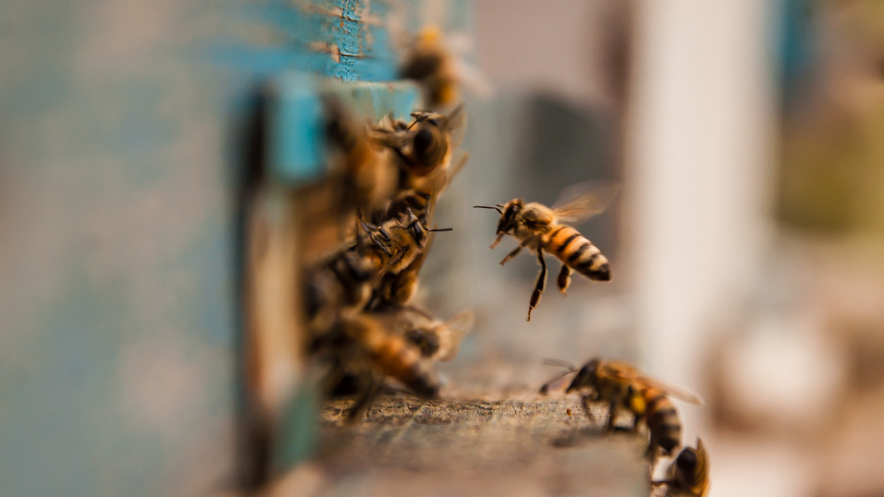 TRAGEDIJA U SRBIJI: Saša pao mrtav nakon ujeda pčele