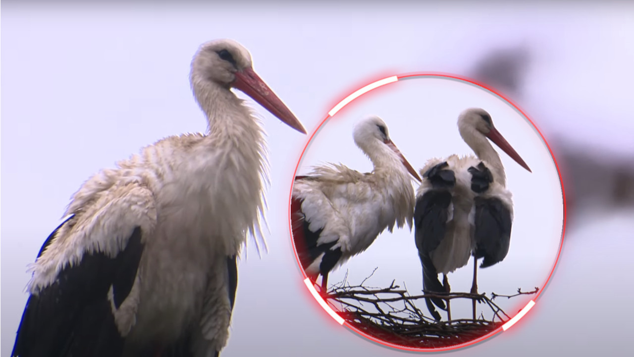 ŽENKA UGINULA: Svakog proleća uradi ISTO na njenom GROBU