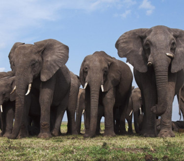 SLON UBIO NARODNOG POSLANIKA: Auto smrskan, ima povređenih