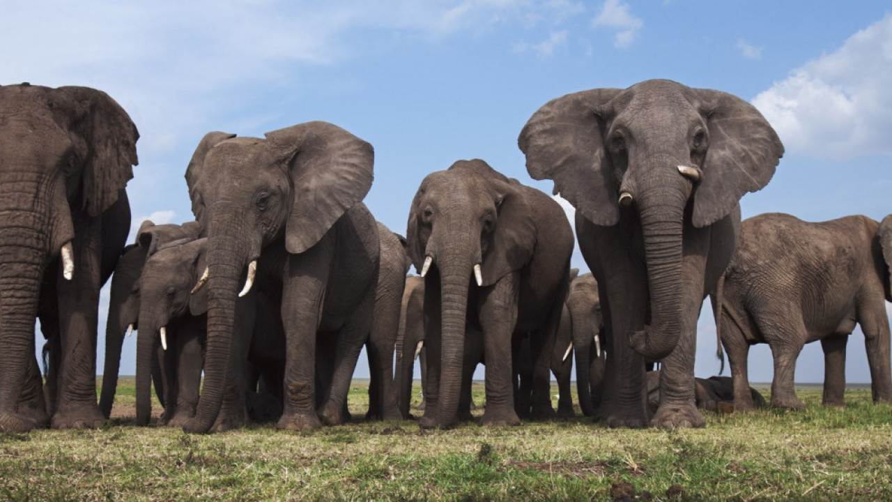 SLON UBIO NARODNOG POSLANIKA: Auto smrskan, ima povređenih