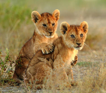 УЗ ПИЋЕ ПОМАЗИ ЛАВА Понуда ресторана изазвала бурне реакције