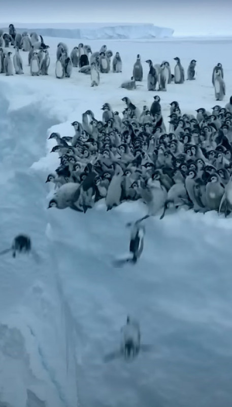SNIMAK ZA NEVERICU: 700 pingvina skakalo sa litice