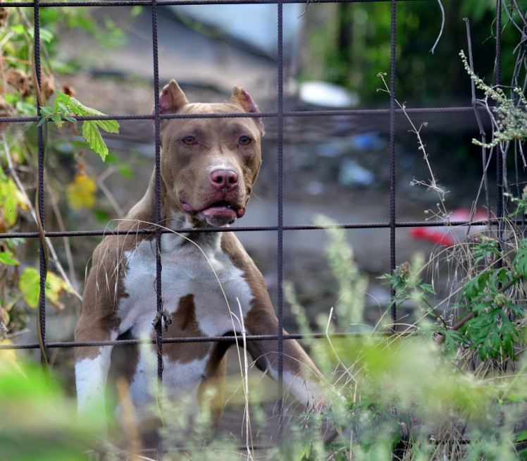 ŽENA IZ PAKLA Muža držala u kavezu za pse,mesecima ga mučila