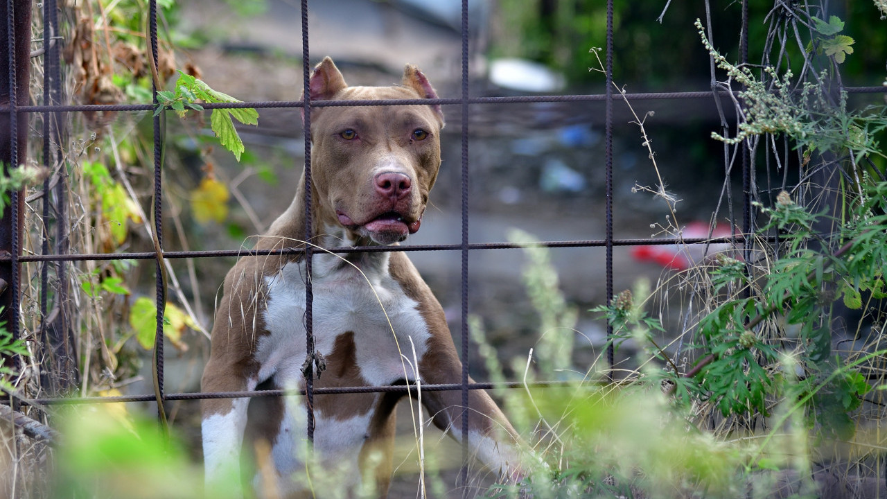 PITBUL UBIO BEBU: Otac našao bebu u lokvi krvi