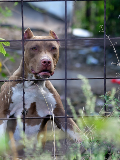 ŽENA IZ PAKLA Muža držala u kavezu za pse,mesecima ga mučila