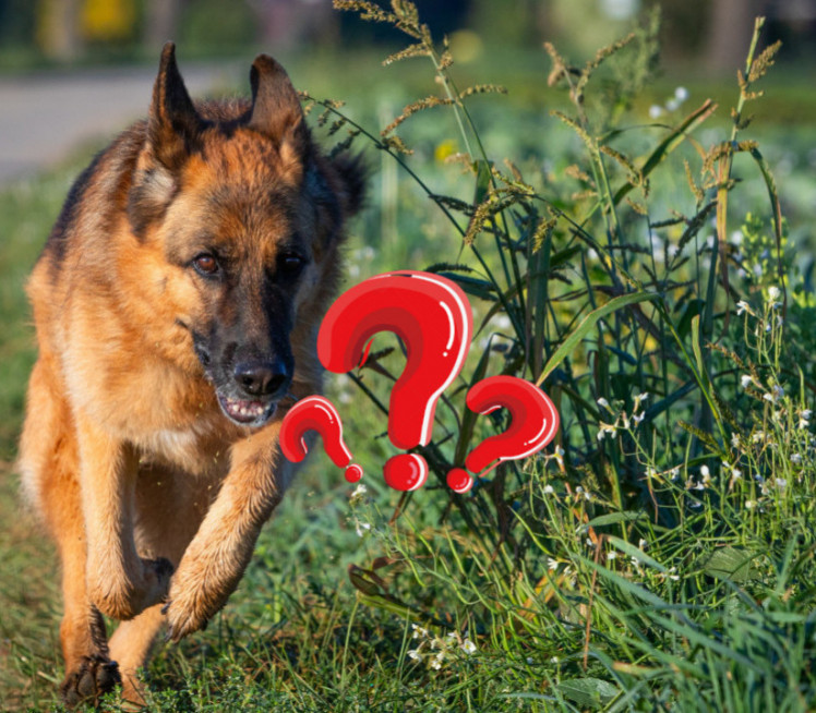 ДВЕ РЕЧИ ЋЕ ВАС СПАСИТИ: Како се одбранити од агресивног пса
