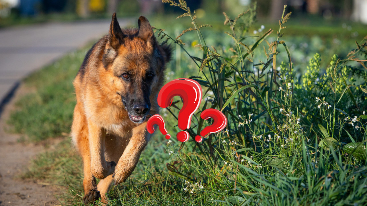 Kako da se zaštitite od napada AGRESIVNOG psa?