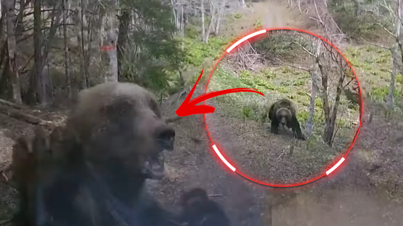 DRAMA NA ŠUMSKOM PUTU: Medved skočio i napao kamion (VIDEO)